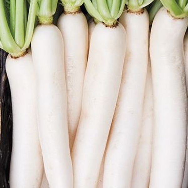 radis-blanc-a-biere-daikon