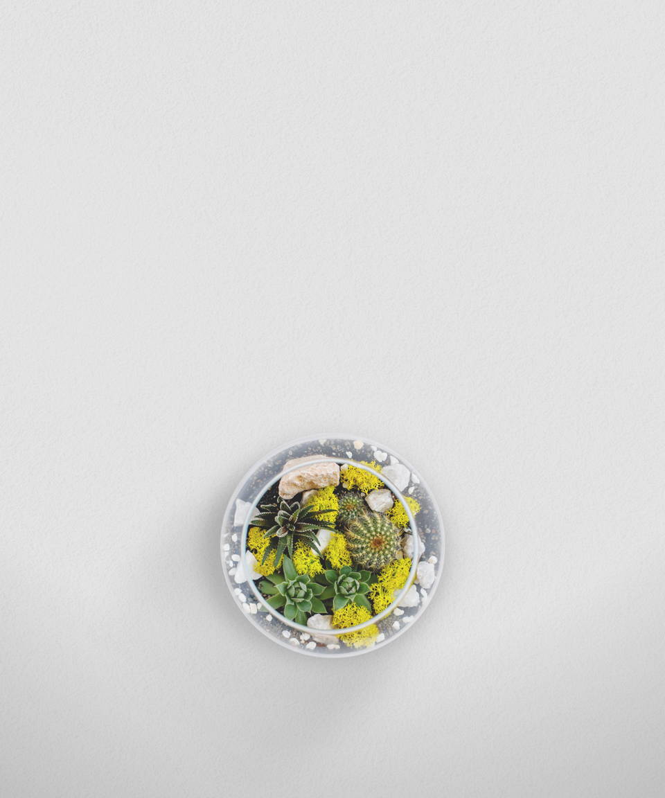 Round glass bowl terrarium with cactus, succulents, and rocks (small)