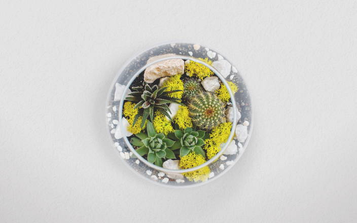 Round glass bowl terrarium with cactus, succulents, and rocks (preview)
