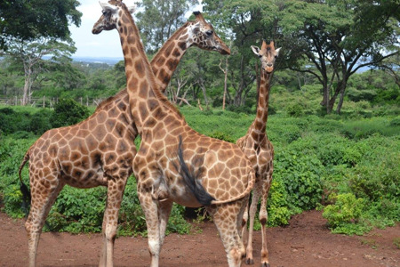 Giraffe Center day trip nairobi.jpg