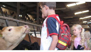bauernhof schiefelbusch kinder bei den kühen