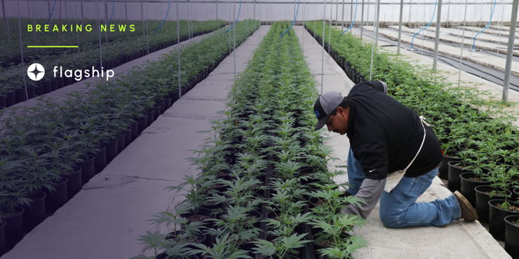 Blockchain helps California cannabis producer track their weed