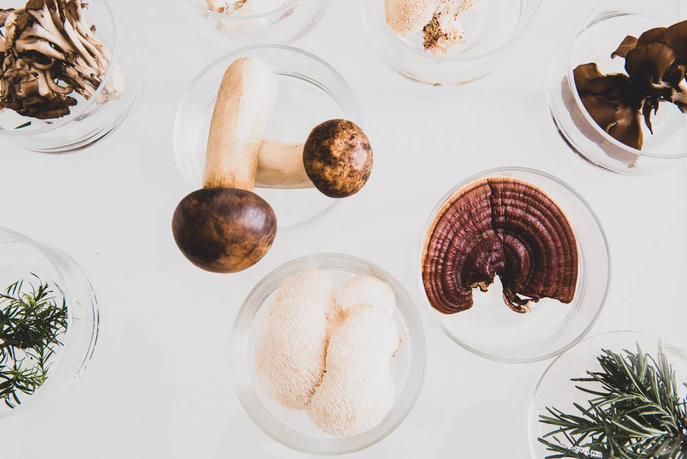 Medicinal mushrooms in glass bowls on table 