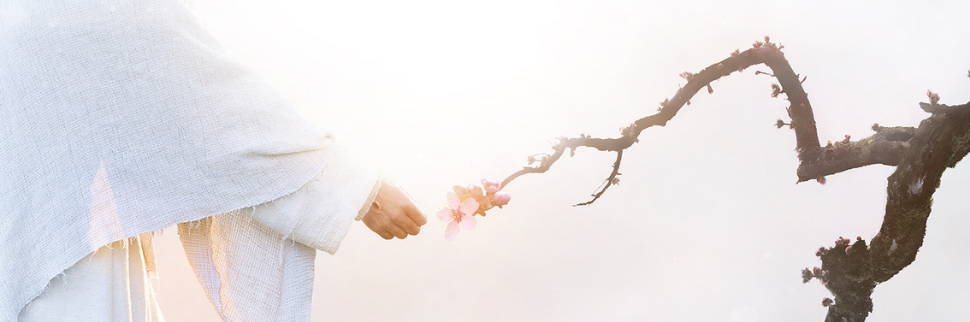 Jesus touching the end of a dead branch. Blossoms grow at HIs touch.