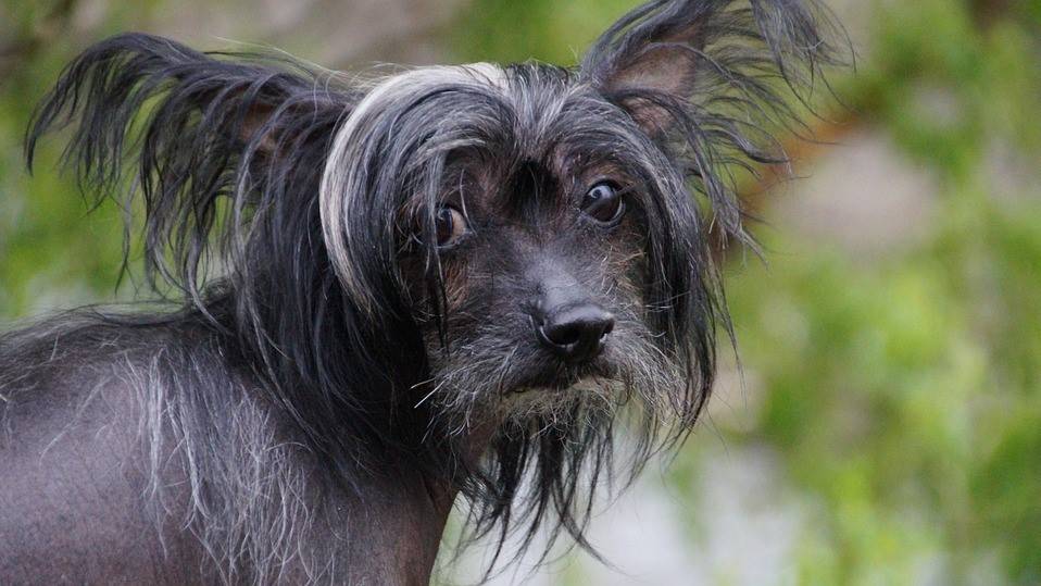 Teuerste der der viel kostet welt hund wie Tibet