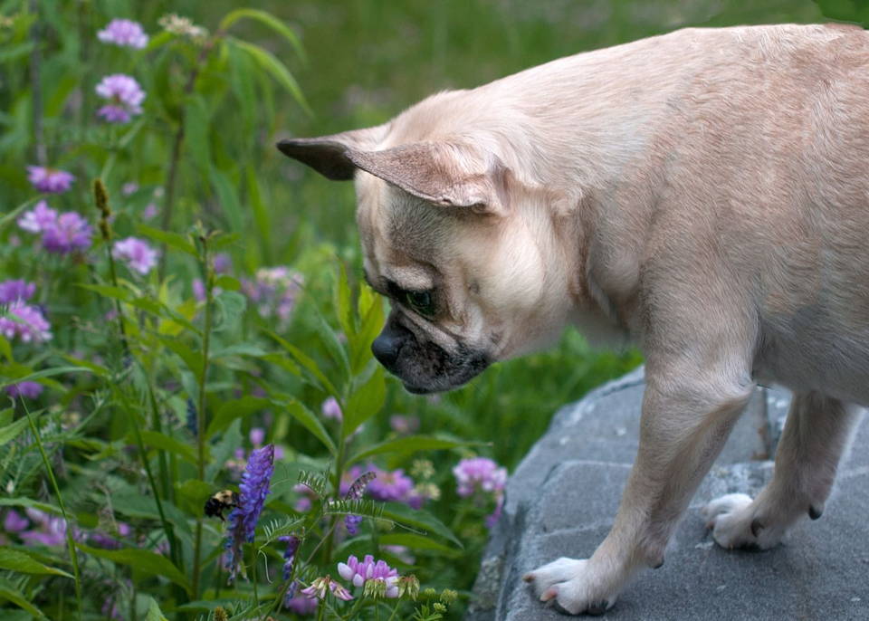 Pug smelling bee-friendly flowers in a garden
