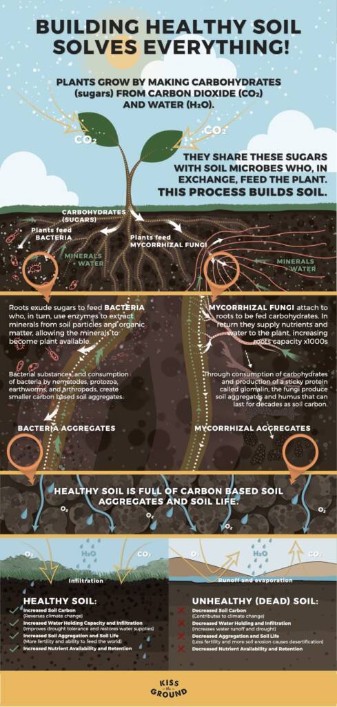 Building Living Soil Changes Everything - Triple Crown Organics