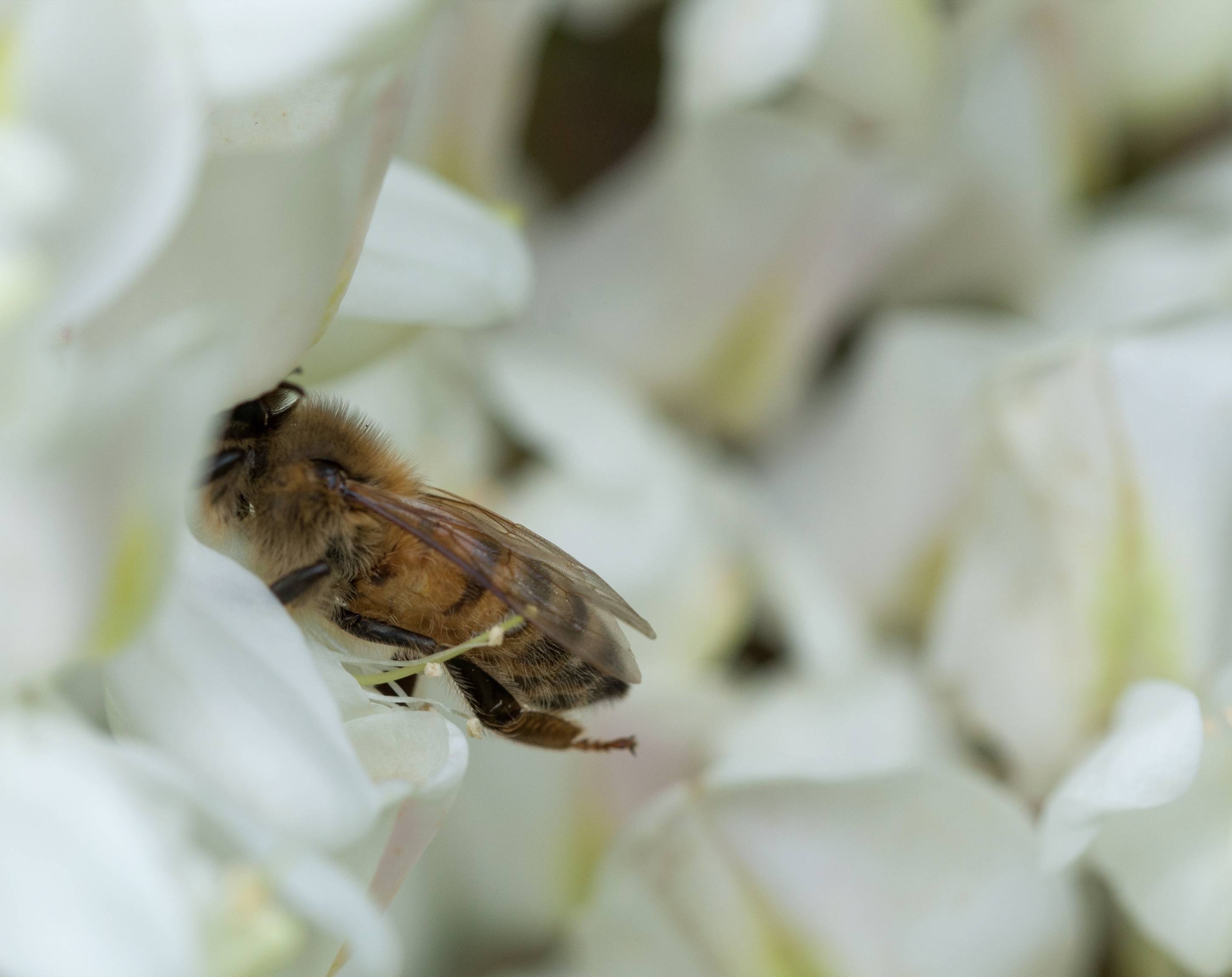 Biene im Robinienwald