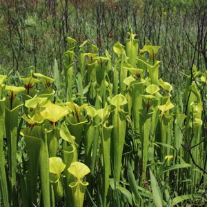Congaree Land Trust