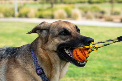 Dog Biting on Runball Outdoor Dog Toy
