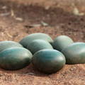 several-emu-eggs-in-a-clutch several-emu-eggs-in-a-clutch