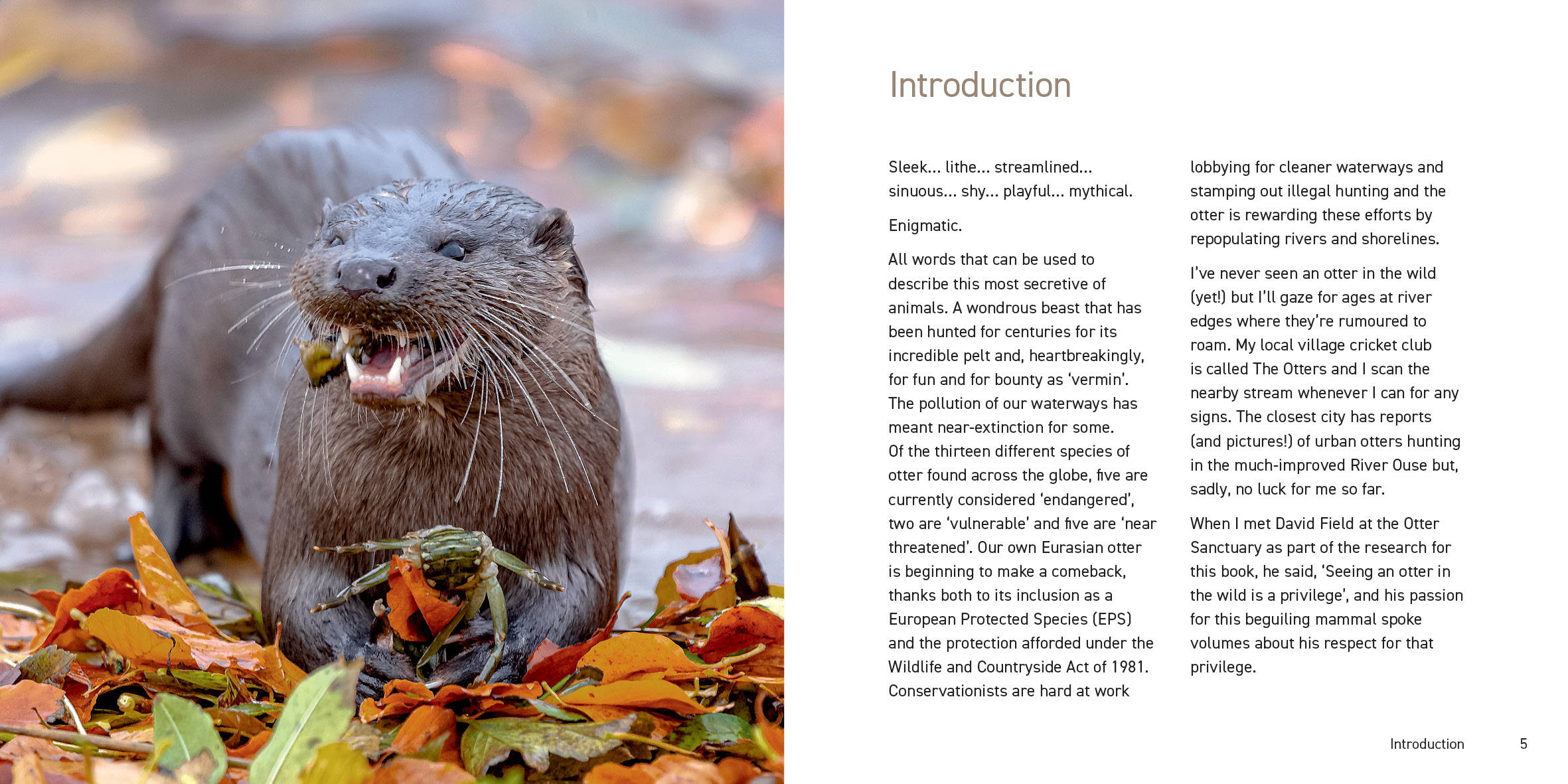 The Otter Book – Graffeg Books