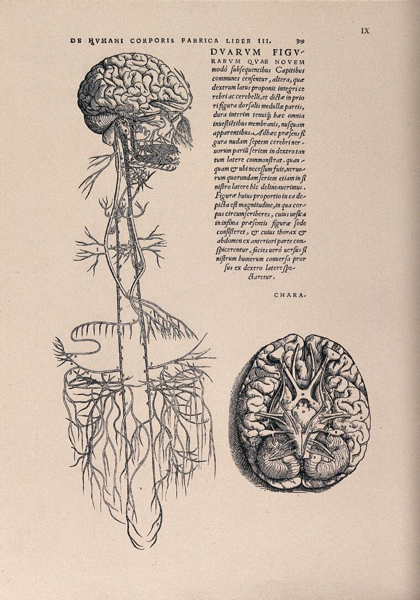 Exploring the Vagus Nerve: Practical Tools for Nervous System Resilience 2024