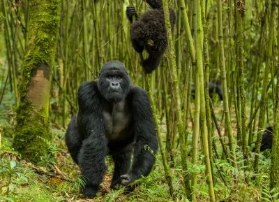 Rwanda Gorilla & Golden Monkey Tour