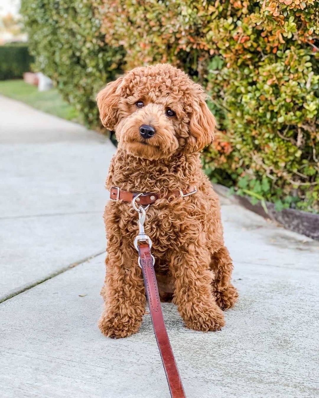 mini golden doodle wearing Coast x-small chestnut leather harness and matching leash
