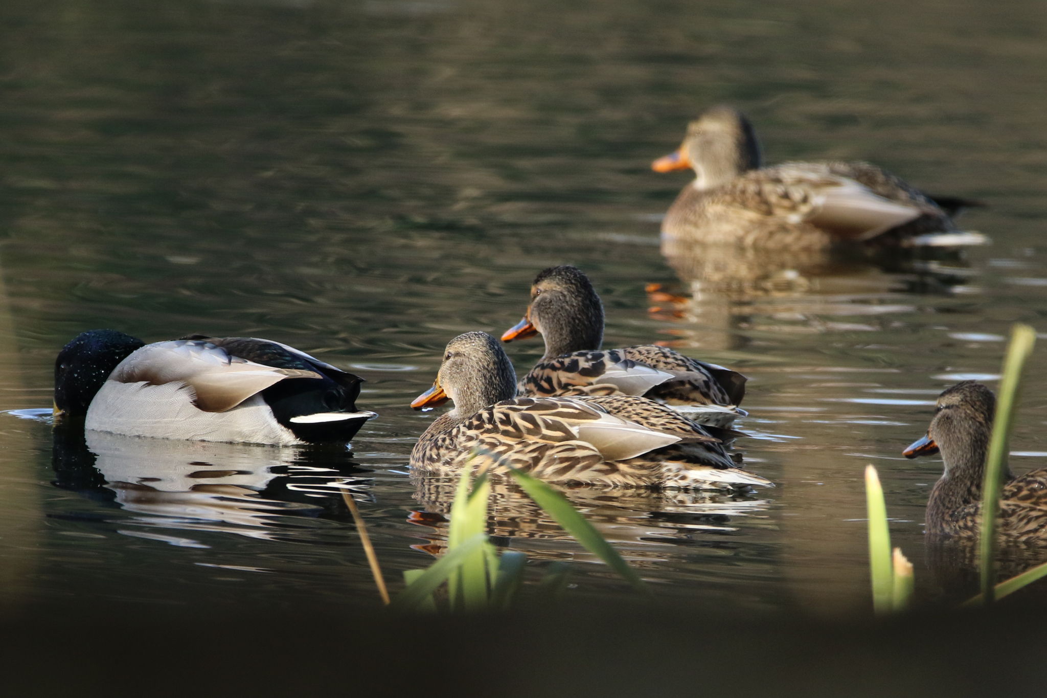 Family of Mallards