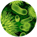 Good Bacteria as Bacterial Enzymes as natural digestive enzyme found in the best digestive enzyme supplement 