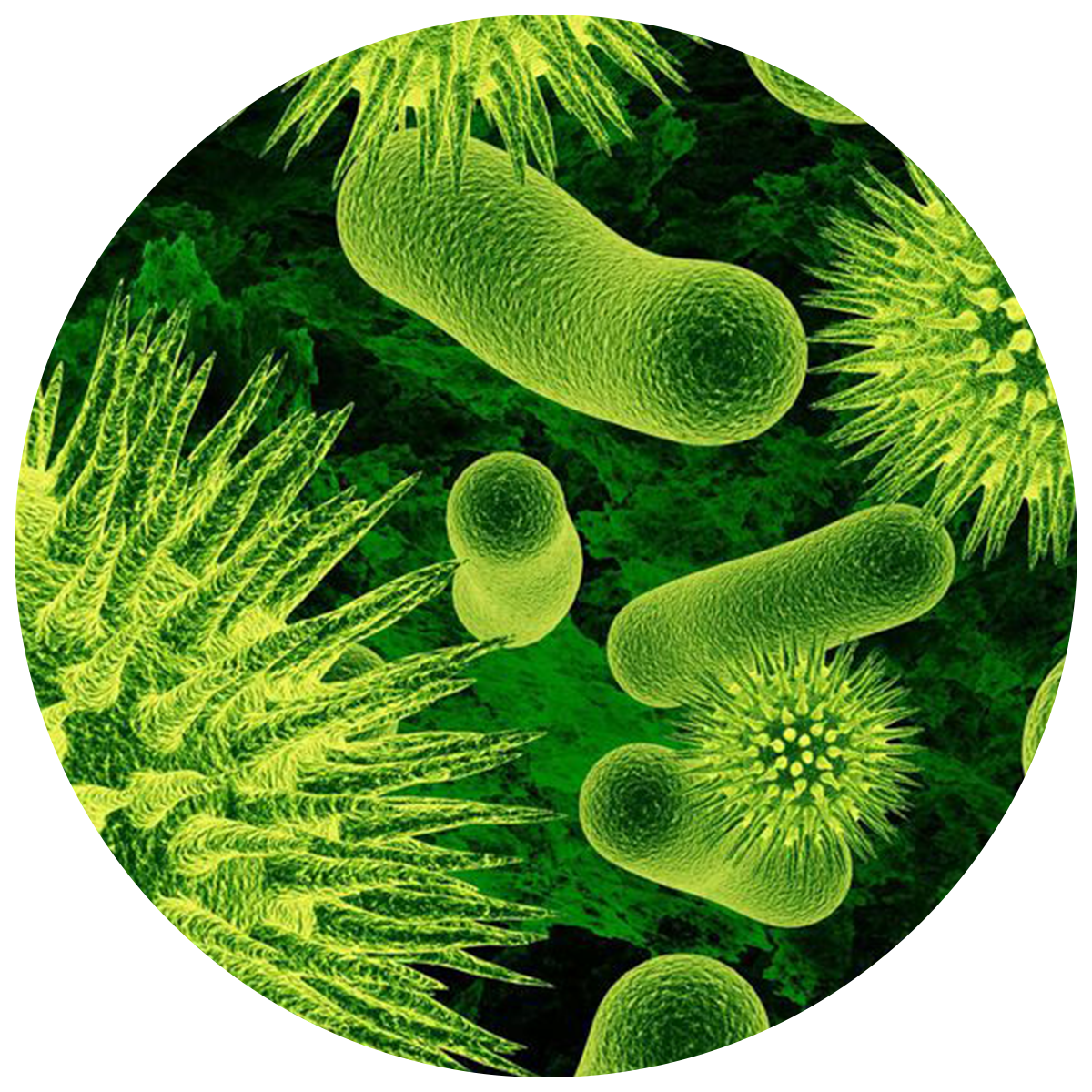 Good Bacteria as Bacterial Enzymes as natural digestive enzyme found in the best digestive enzyme supplement 