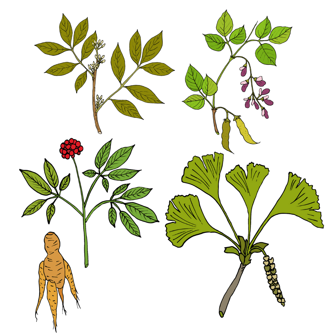 Alpha Xena Ingredients muira puama mucuna pruriens panax ginseng gingko biloba
