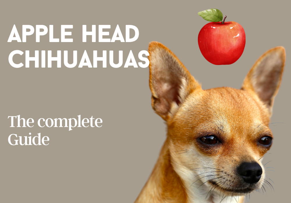 apple head chihuahua