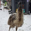emu-surviving-snow-winter-weather