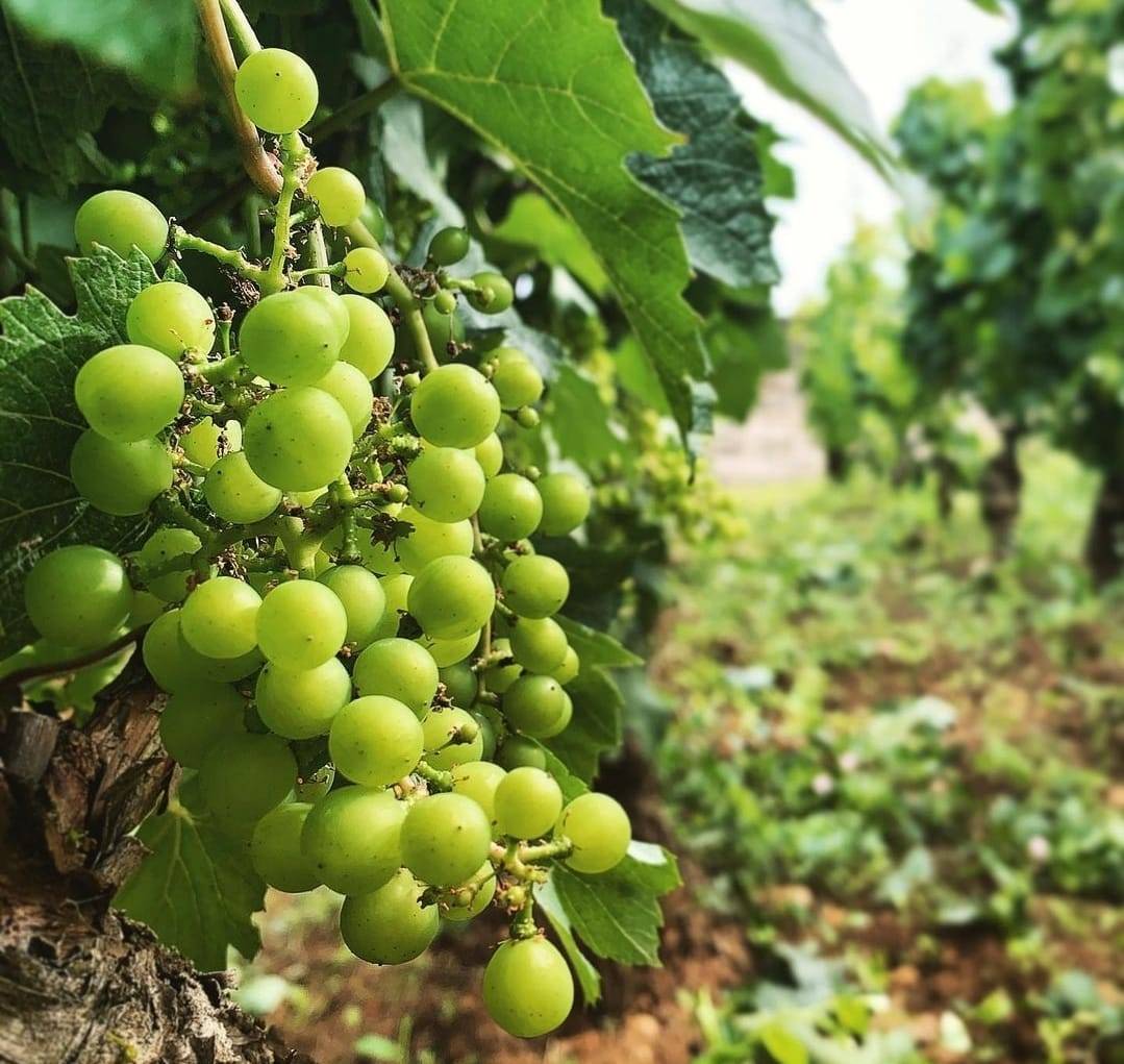 Domaine Morey Coffinet