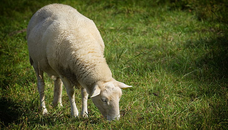 hofgut graue presse schaf auf wiese