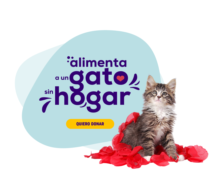 alimenta a un gato sin hogar