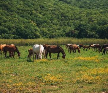 Поездка на лошадях в горы Геленджика