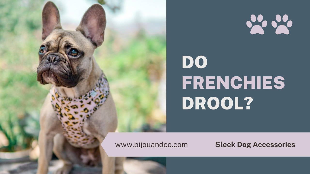 do french bulldogs drool
