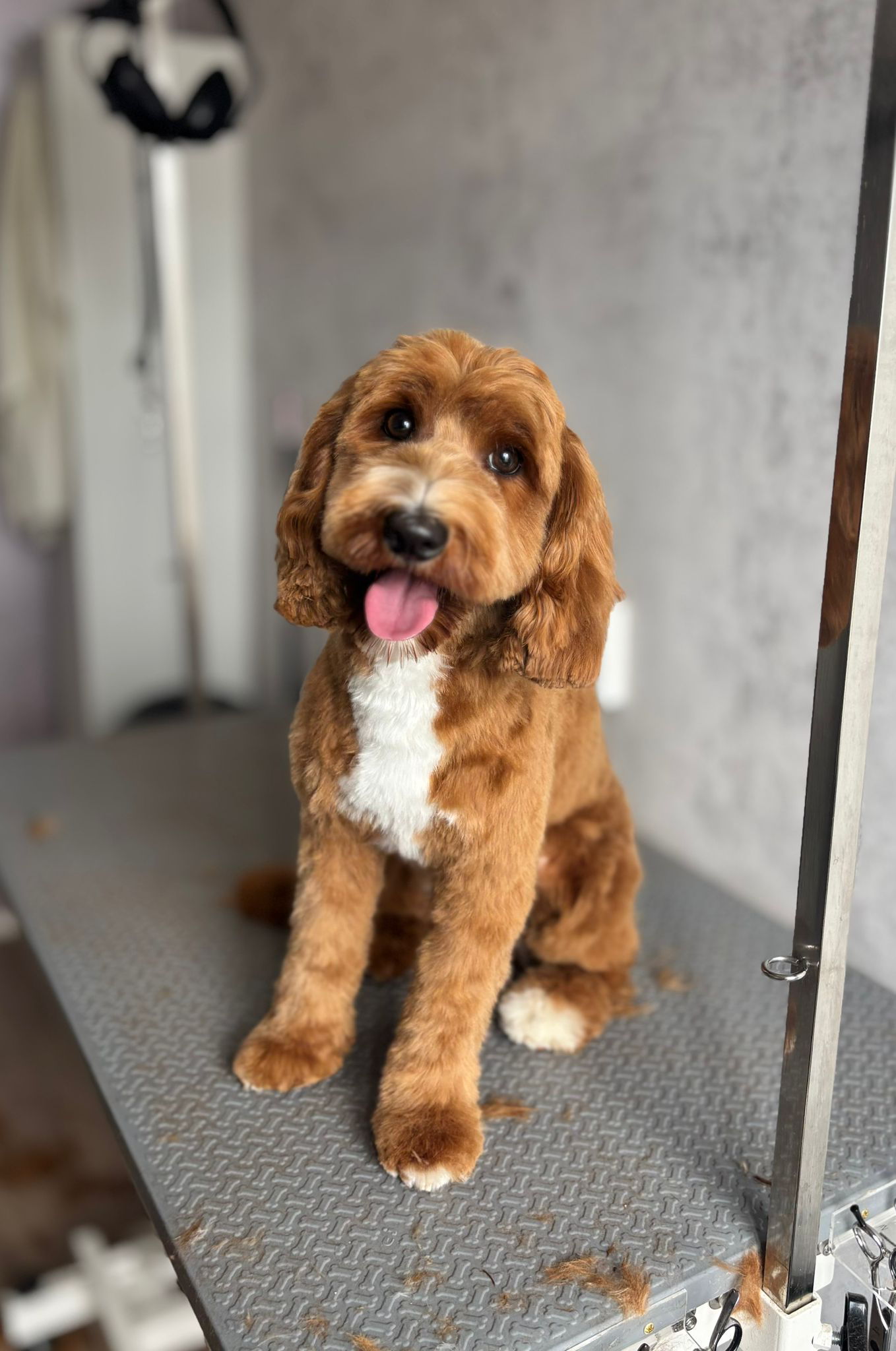 Schattige hond na trimbeurt