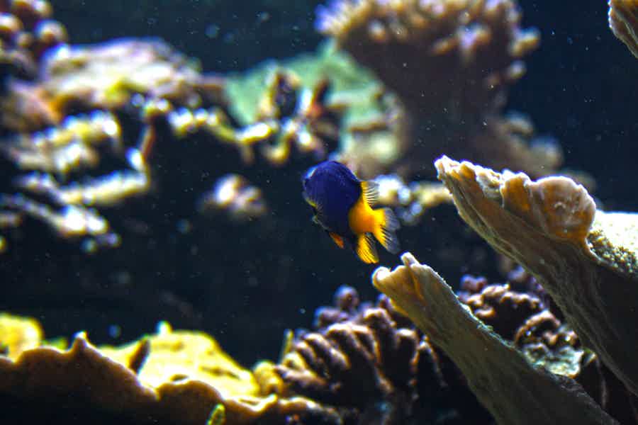 London Eye & SEA LIFE Aquarium Combo Ticket NS - photo 2