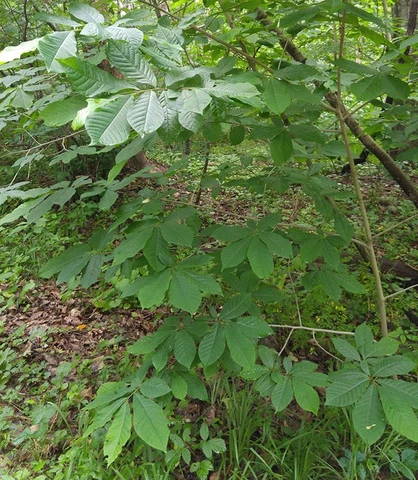 Pawpaw tree biology considerations