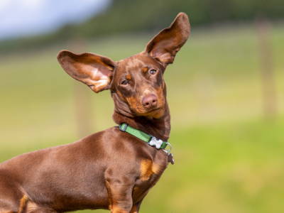 Common causes for ear infections in dogs