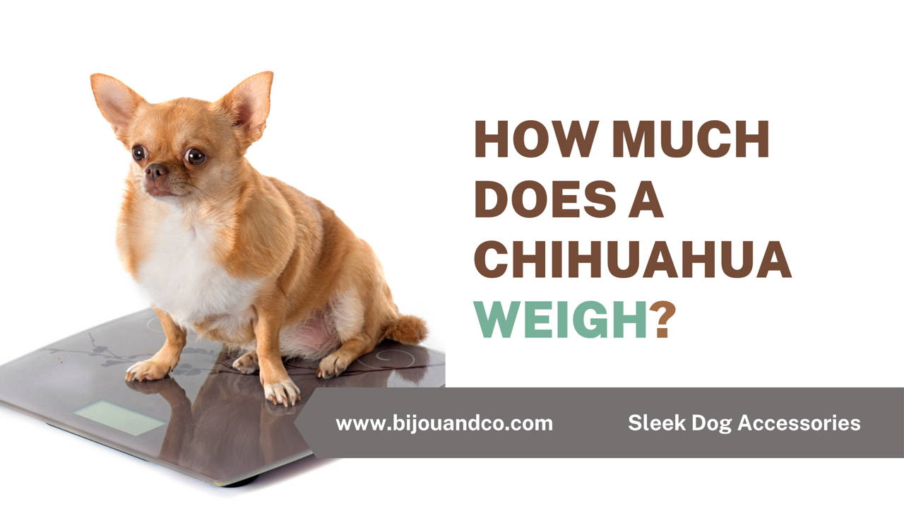 how much does a chihuahua weigh