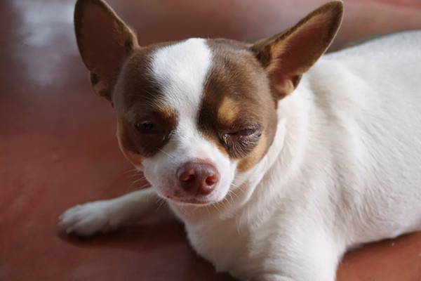 chihuahua dog eye problems