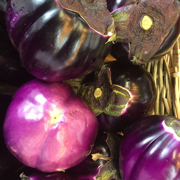 aubergine-ronde-violette
