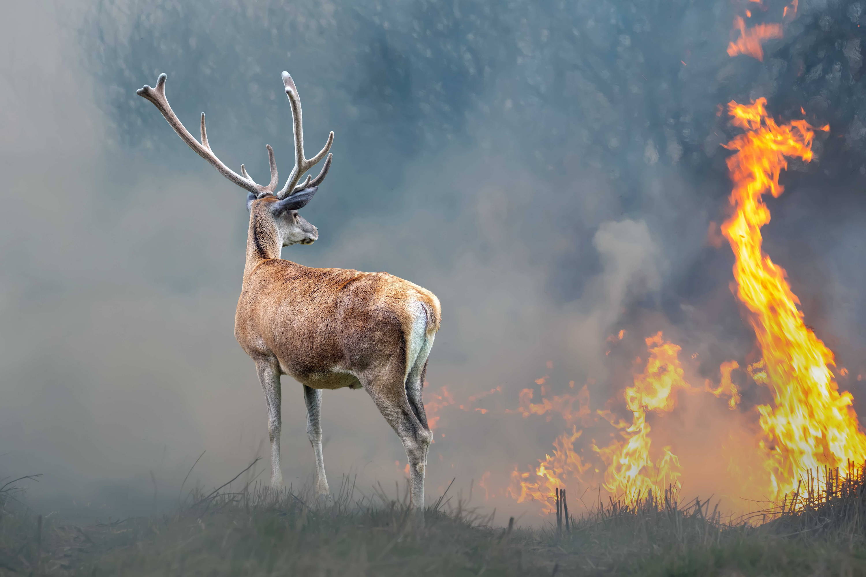 Stag by blazing forest