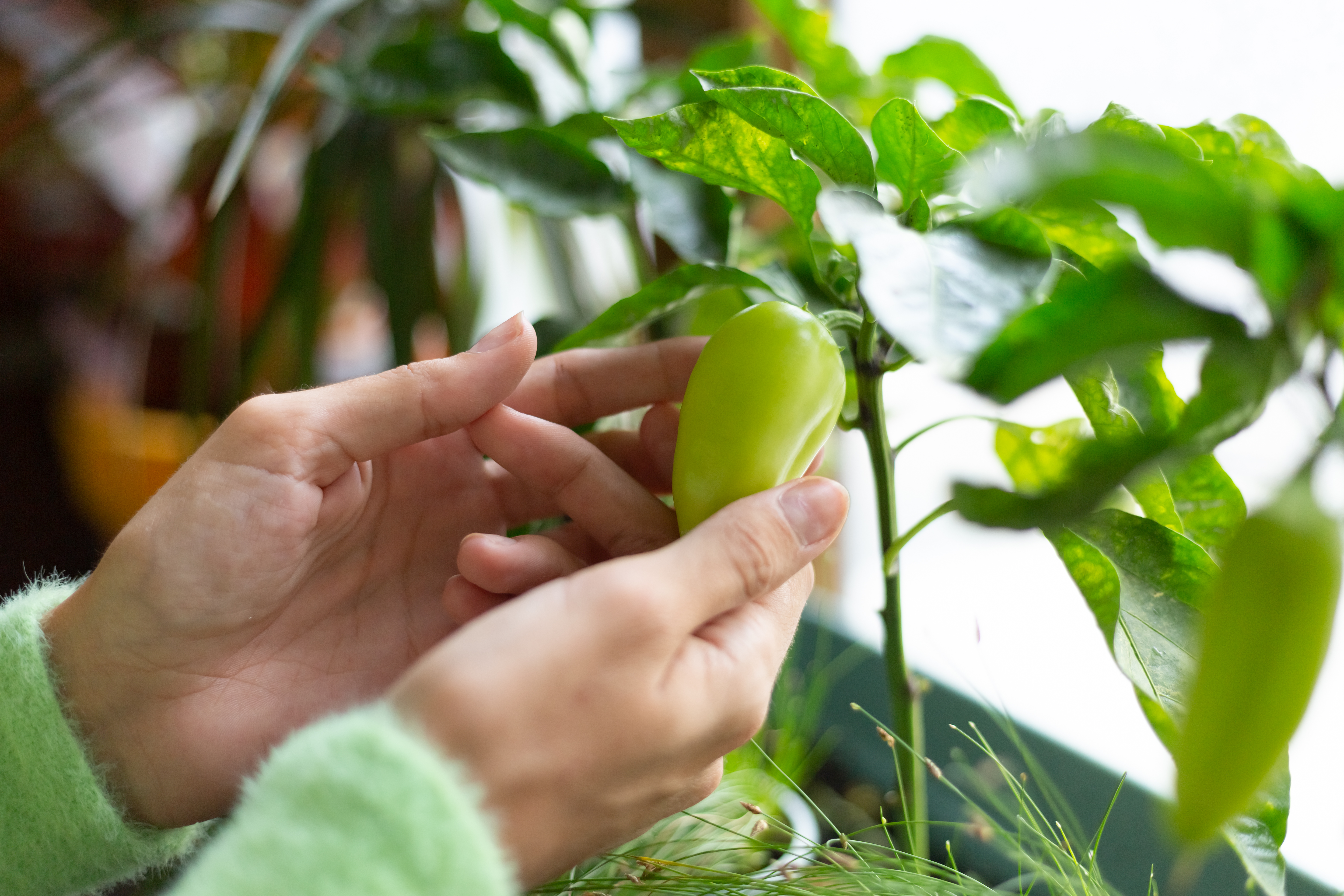 A pair of hands holding an unripe pepper on the plant
