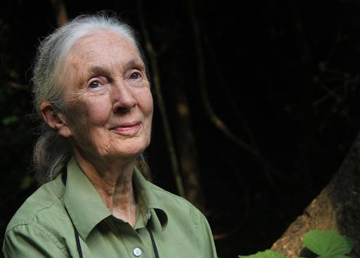 Learn how Jane Goodall is taking practical steps to protect and learn from chimpanzees to redefine the relationship between humans and animals.