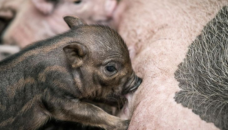 rolfs streichelzoo ferkel und schwein