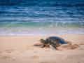 Sandy Beach Resort - Bild 54
