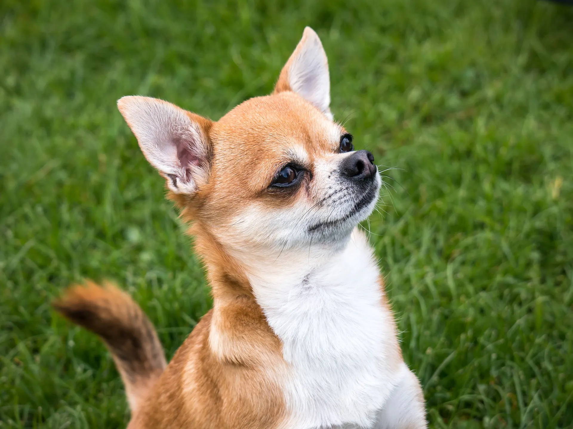 do chihuahuas bark a lot