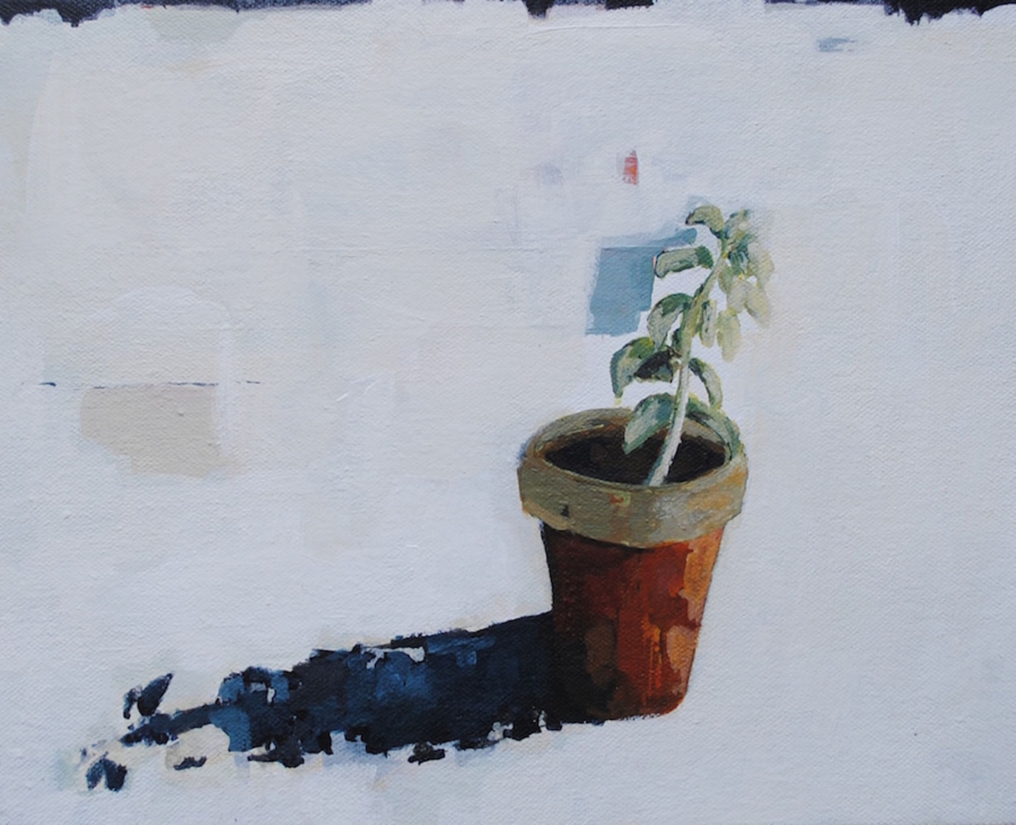 Plant in pot