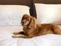 Ein kleiner Hund liegt gemütlich auf einem Hotelbett mit weißer Bettwäsche und Schwarz-Weiß-Fotografie an der Wand.