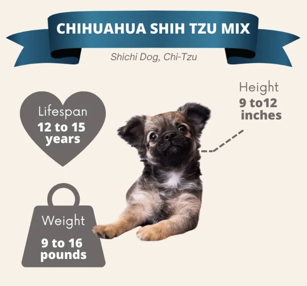 chihuahua interesting facts