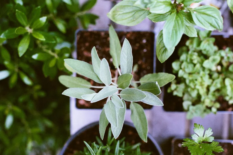 Herb plants ready for planting