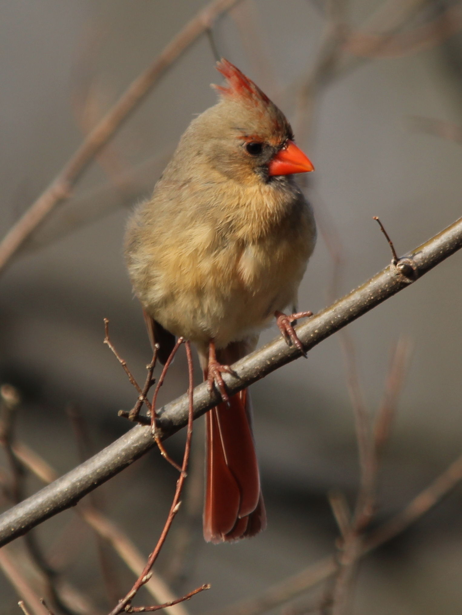 Female Cardinal