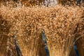Flax vs. Linen