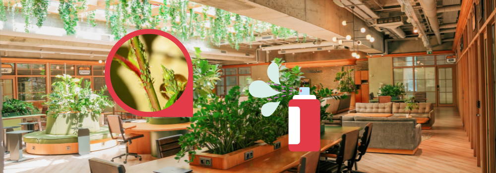 getting rid of aphids on houseplants